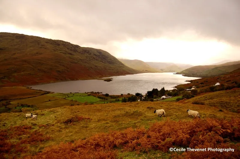 Limited edition Photography - Lough Nafooey, Connemara, Co. Galway - Cécile Thévenet